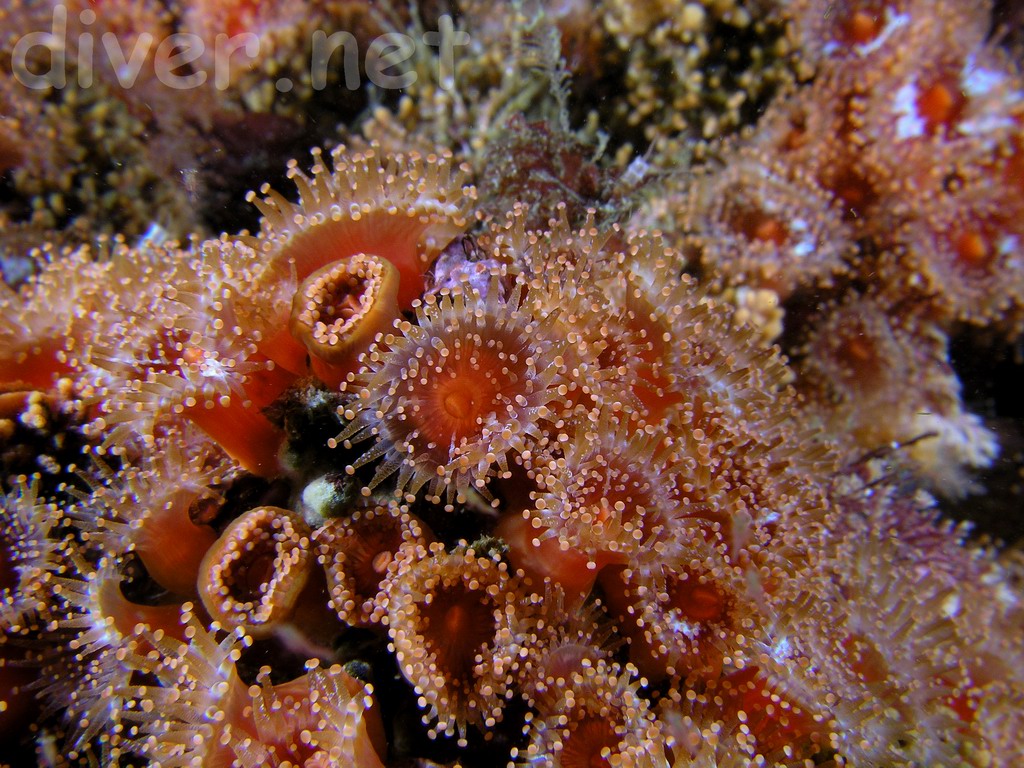   Corallimorphidae